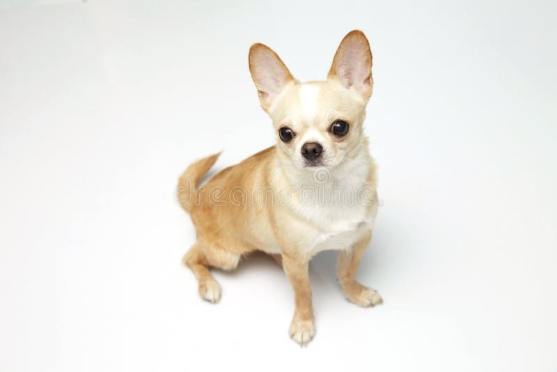 Zwarte en tan room lange met een laag bedekte Chihuahua over witte achtergrond royalty-vrije stock fotografie Zwarte en tan room lange met een laag bedekte Chihuahua over witte achtergrond royalty-vrije stock fotografie