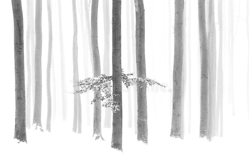 Zwarte en witte foto van het sneeuwwoud van de winter, kale boomstammen, mist royalty-vrije stock fotografie Zwarte en witte foto van het sneeuwwoud van de winter, kale boomstammen, mist royalty-vrije stock fotografie