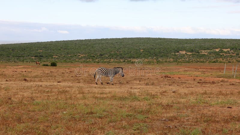 Zwarte en witte gestreepte dieren in natuurlijke omgeving. zebra loopt in droog landschap met vegetatie op de achtergrond