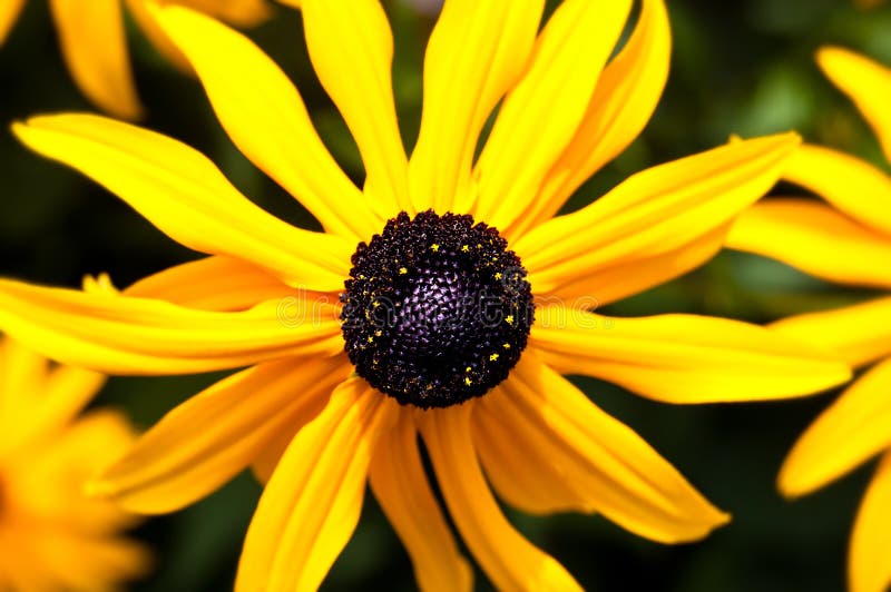 Zwarte Eyed Susan Flower Macro royalty-vrije stock afbeelding Zwarte Eyed Susan Flower Macro royalty-vrije stock afbeelding