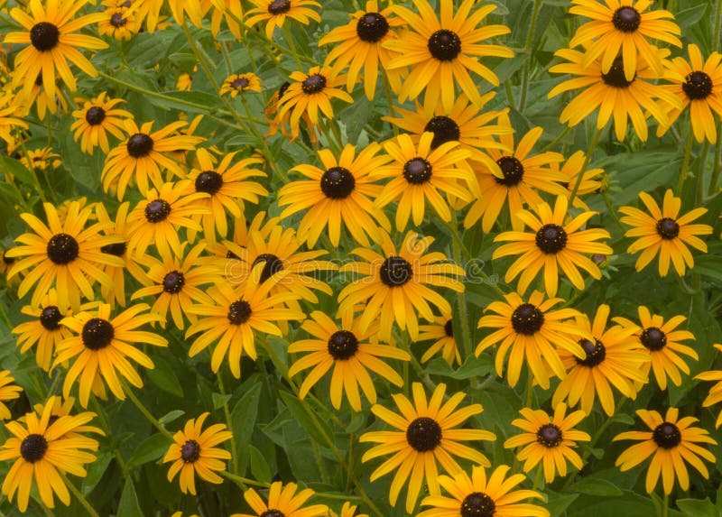 Zwarte Eyed Susans royalty-vrije stock fotografie Zwarte Eyed Susans royalty-vrije stock fotografie