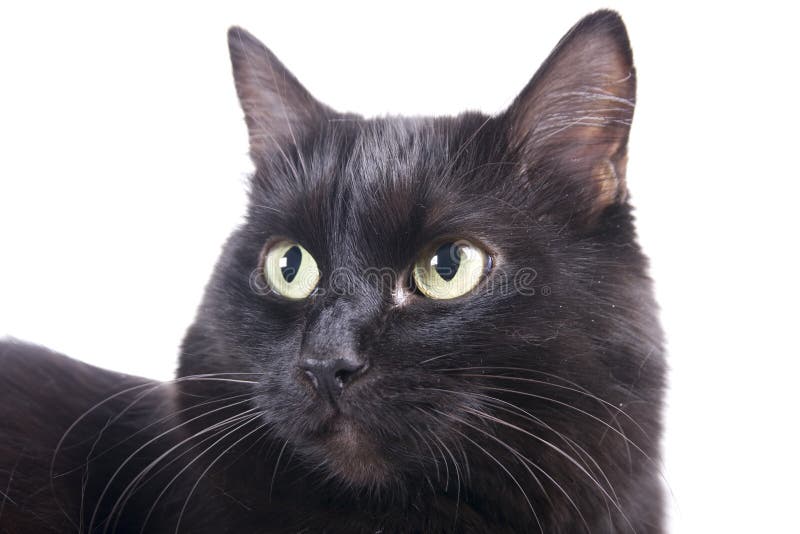 Zwarte geïsoleerdez kattensnuit