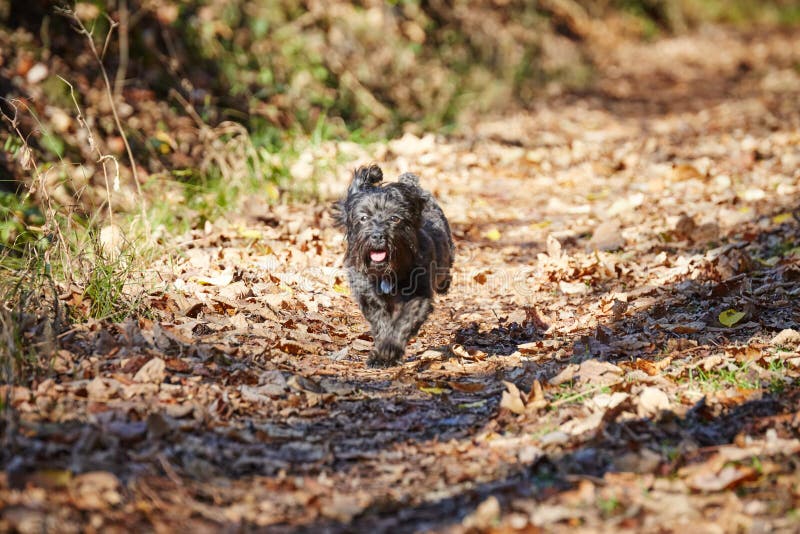 Zwarte havanese honden die in het meest forrest in de herfstbladeren lopen royalty-vrije stock afbeelding Zwarte havanese honden die in het meest forrest in de herfstbladeren lopen royalty-vrije stock afbeelding