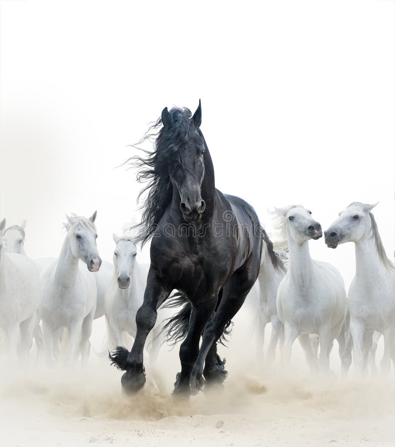 Zwarte hengst en witte paarden stock afbeelding Zwarte hengst en witte paarden stock afbeelding