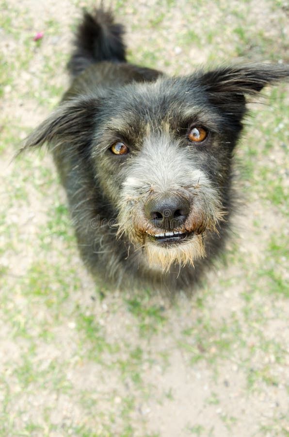 Zwarte hond die camera kijken stock afbeelding Zwarte hond die camera kijken stock afbeelding