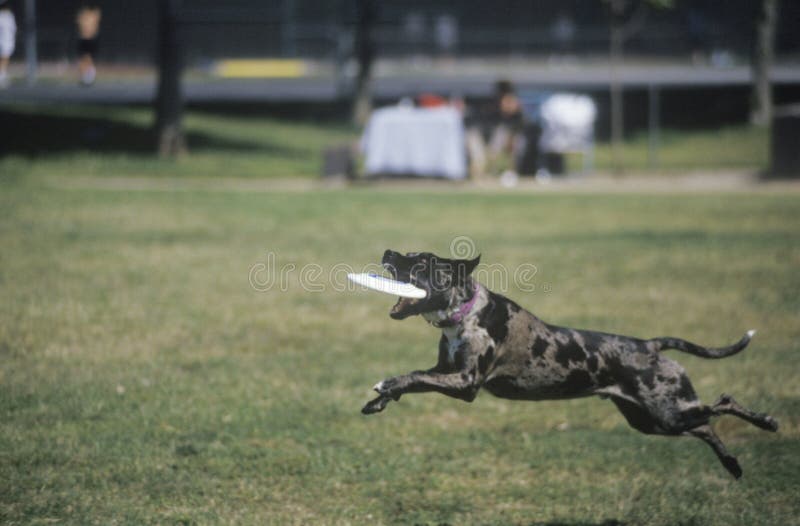 Zwarte Hond die Frisbee in Hondsfrisbee-Wedstrijd, Westwood, Los Angeles, CA vangen