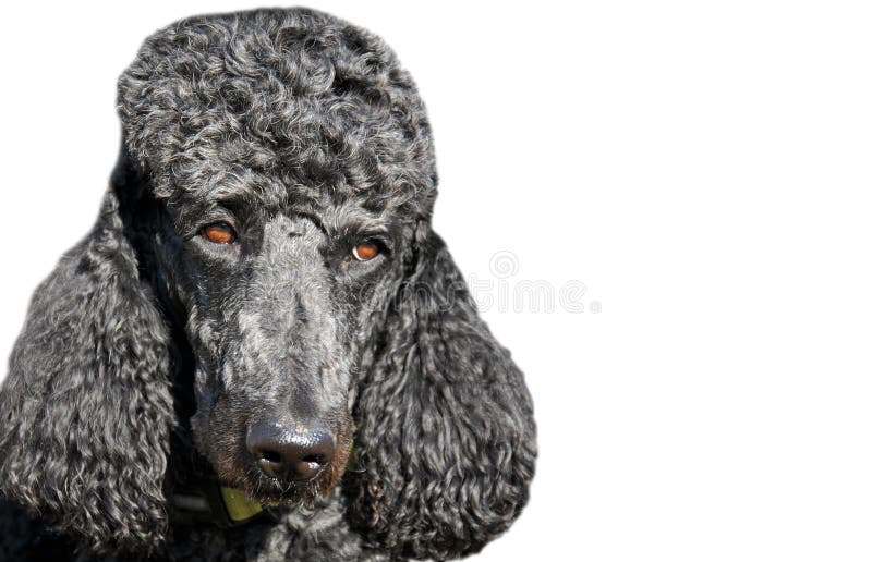 ZWARTE HOND: hondgezicht stock foto ZWARTE HOND: hondgezicht stock foto