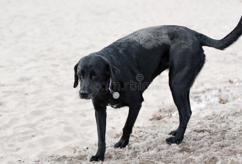 Zwarte hond op een strand royalty-vrije stock foto's Zwarte hond op een strand royalty-vrije stock foto's
