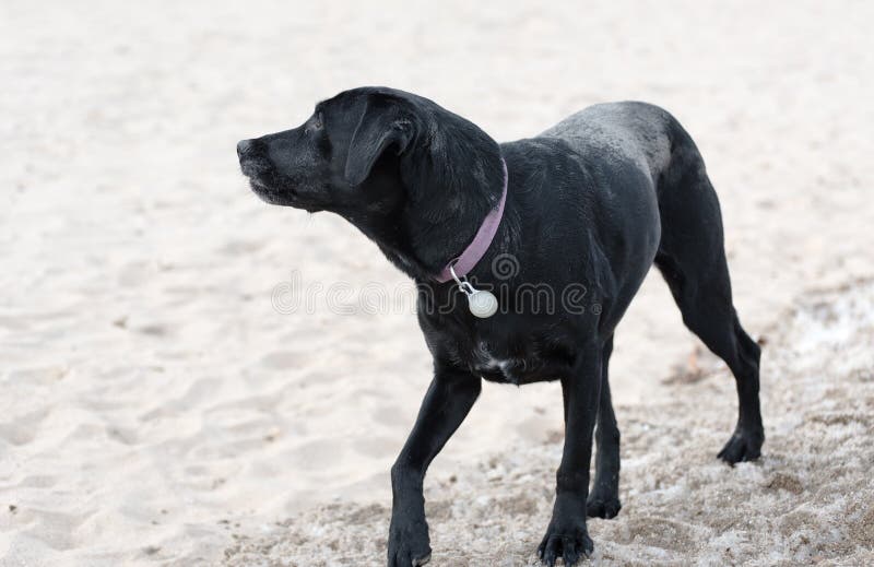 Zwarte hond op een strand stock foto's Zwarte hond op een strand stock foto's