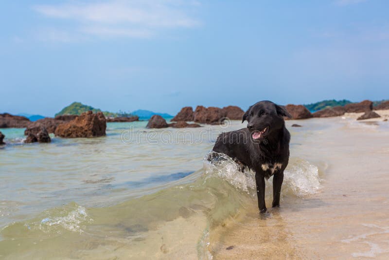 Zwarte hond stock afbeelding Zwarte hond stock afbeelding