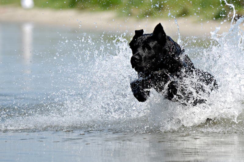 Zwarte hond in water stock fotografie Zwarte hond in water stock fotografie