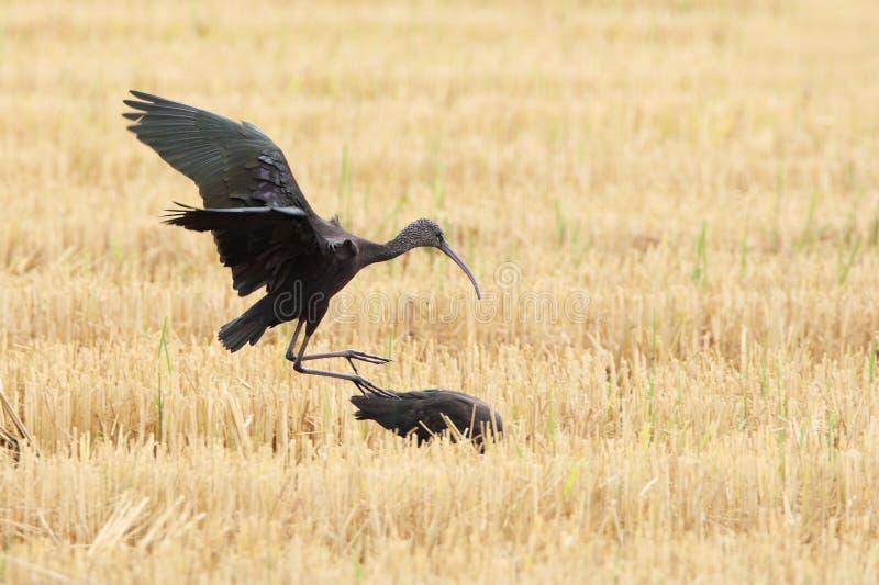 Zwarte IBIS, IBIS brillant, falcinellus de Plegadis, photo libre de droits Zwarte IBIS, IBIS brillant, falcinellus de Plegadis, photo libre de droits