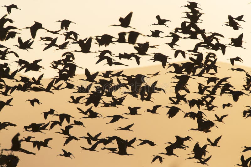 Zwarte Ibis, лоснистый Ibis, falcinellus Plegadis стоковое изображение rf Zwarte Ibis, лоснистый Ibis, falcinellus Plegadis стоковое изображение rf