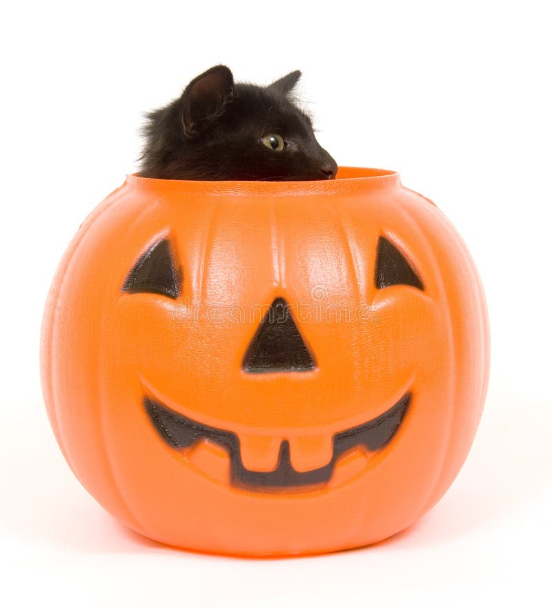 registreren vergroting Afkorten Zwarte Kat En Plastic Pompoen - Halloween Stock Afbeelding - Image of  slecht, oren: 1198539