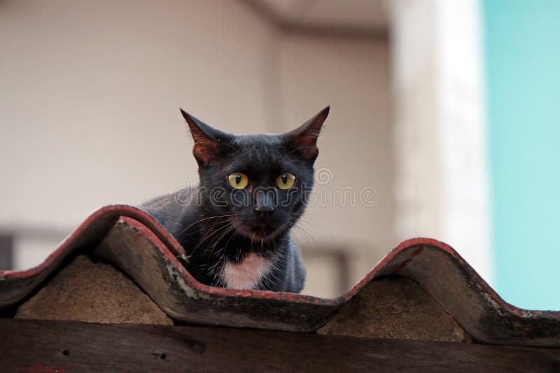 Zwarte kat met gele ogen op het dak de kat is een klein geacclimatiseerd vleesetend zoogdier met zacht bont stock foto's Zwarte kat met gele ogen op het dak de kat is een klein geacclimatiseerd vleesetend zoogdier met zacht bont stock foto's