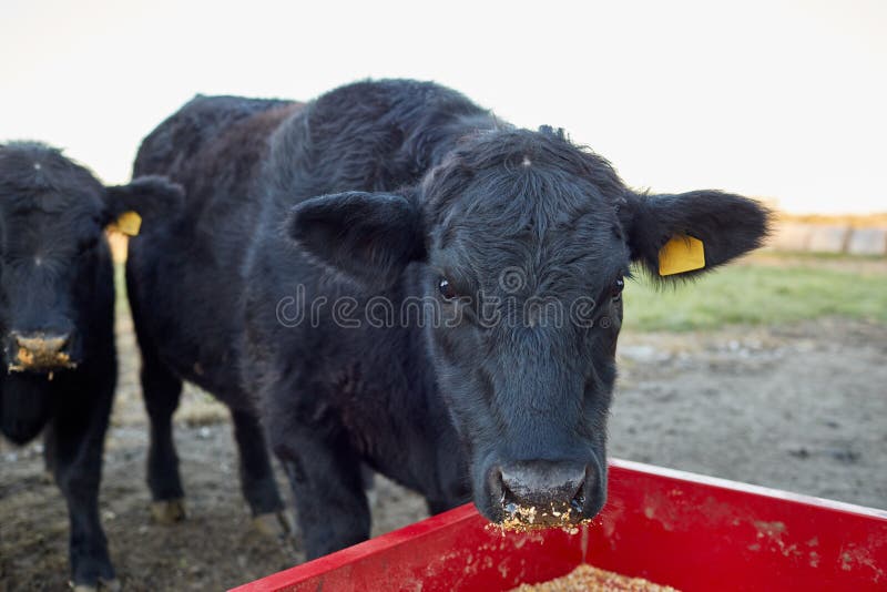 Zwarte koe die droog supplementair dierenvoer eten