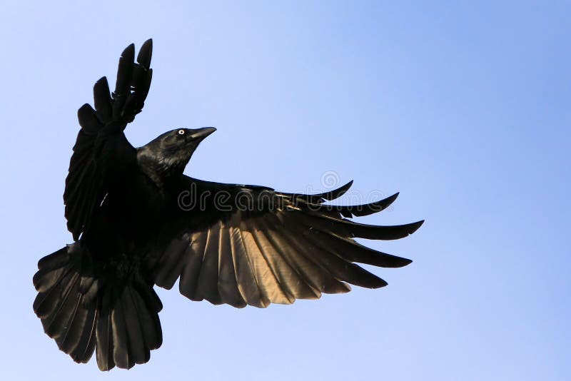 Zwarte kraai tijdens de vlucht met uitgespreide vleugels