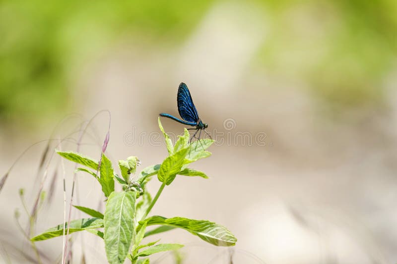 Black dragonfly sitting on the grass 1. Black dragonfly sitting on the grass 1