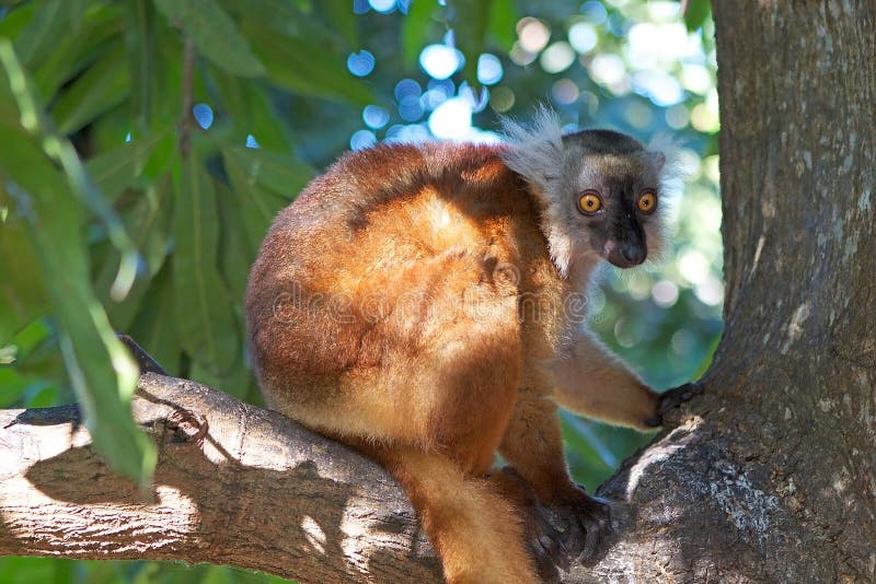 Zwarte Maki (macaco Eulemur) stock fotografie Zwarte Maki (macaco Eulemur) stock fotografie