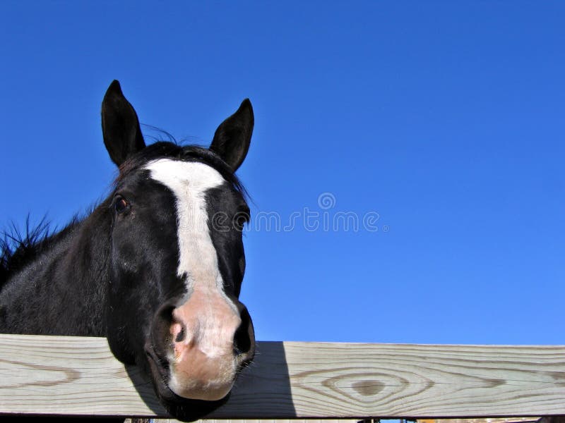 Black mare with head over fence. Black mare with head over fence