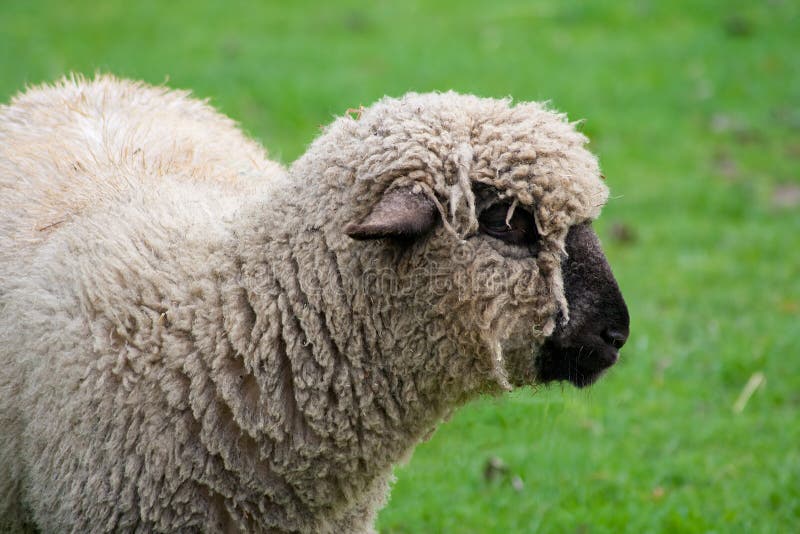 Zwarte onder ogen gezien schapen op een groen grasgebied stock afbeeldingen Zwarte onder ogen gezien schapen op een groen grasgebied stock afbeeldingen