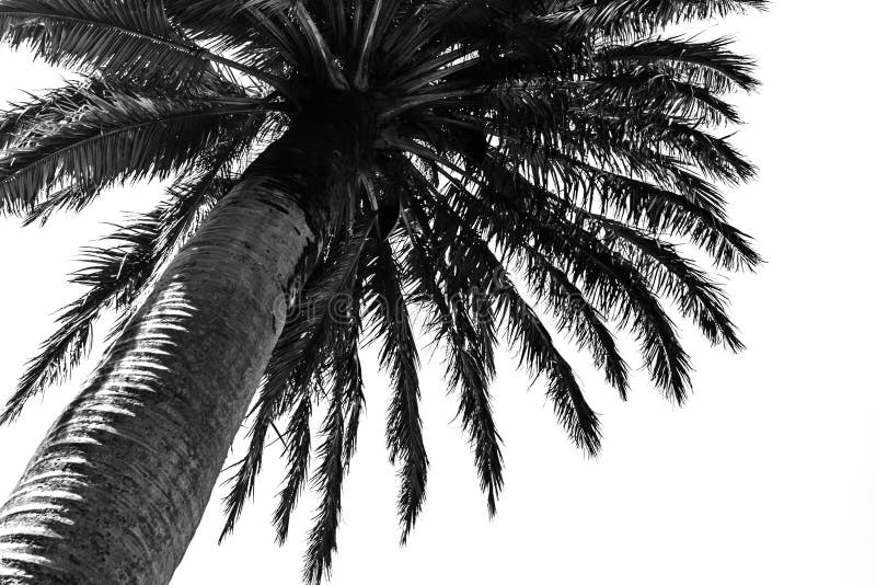 Zwarte palm tegen witte achtergrond stock afbeelding Zwarte palm tegen witte achtergrond stock afbeelding