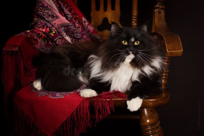 Zwarte rasechte Siberische kat die op een stoel liggen stock foto Zwarte rasechte Siberische kat die op een stoel liggen stock foto