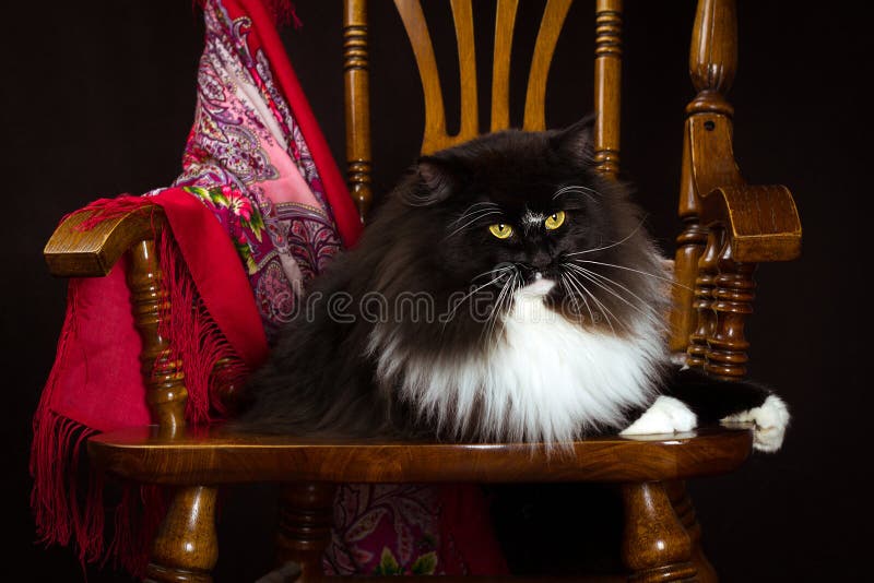 Zwarte rasechte Siberische kat die op een stoel liggen stock foto Zwarte rasechte Siberische kat die op een stoel liggen stock foto