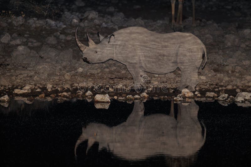 Zwarte rinoceros bij waterhole in de nacht royalty-vrije stock afbeelding Zwarte rinoceros bij waterhole in de nacht royalty-vrije stock afbeelding