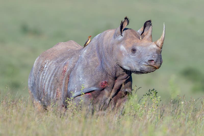 Zwarte rinoceros, het Nationale Park van Nairobi, Kenia royalty-vrije stock foto Zwarte rinoceros, het Nationale Park van Nairobi, Kenia royalty-vrije stock foto
