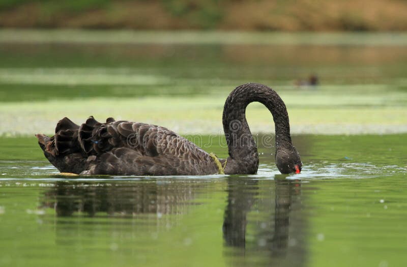 Black swan dipping its head into the lake. Black swan dipping its head into the lake