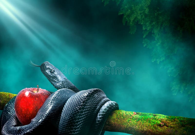 Zwarte slang met appelvrucht in een boomtak