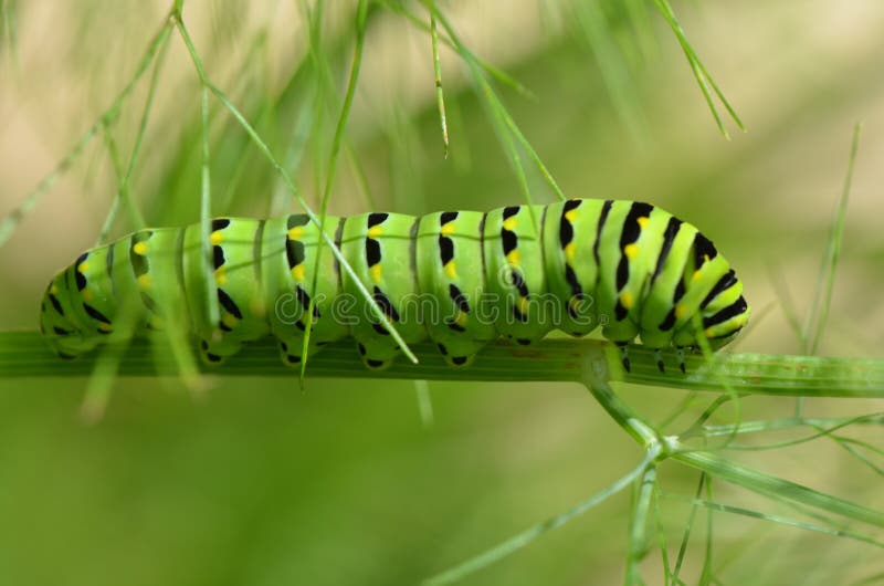 Zwarte Swallowtail-vlinderrupsband royalty-vrije stock foto Zwarte Swallowtail-vlinderrupsband royalty-vrije stock foto
