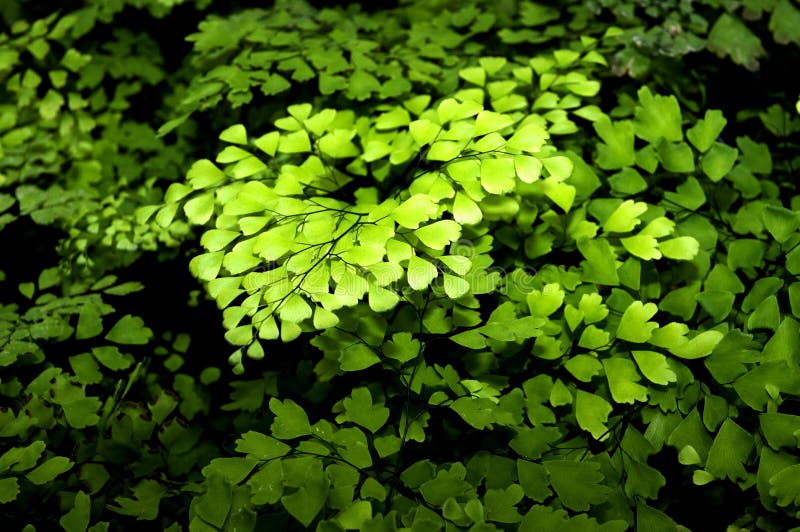 Zwarte Varen Maidenhair royalty-vrije stock foto Zwarte Varen Maidenhair royalty-vrije stock foto