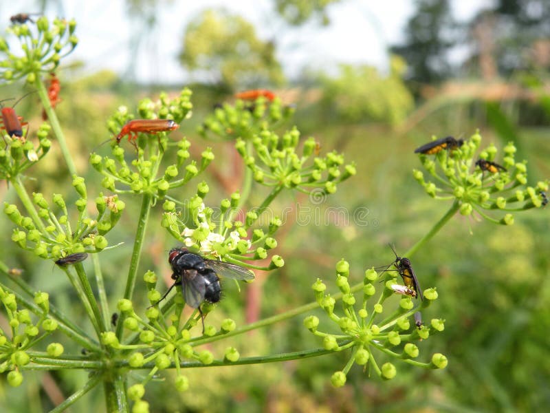 Zwarte vlieg en anderen insect op groene installatie, Litouwen stock foto's Zwarte vlieg en anderen insect op groene installatie, Litouwen stock foto's