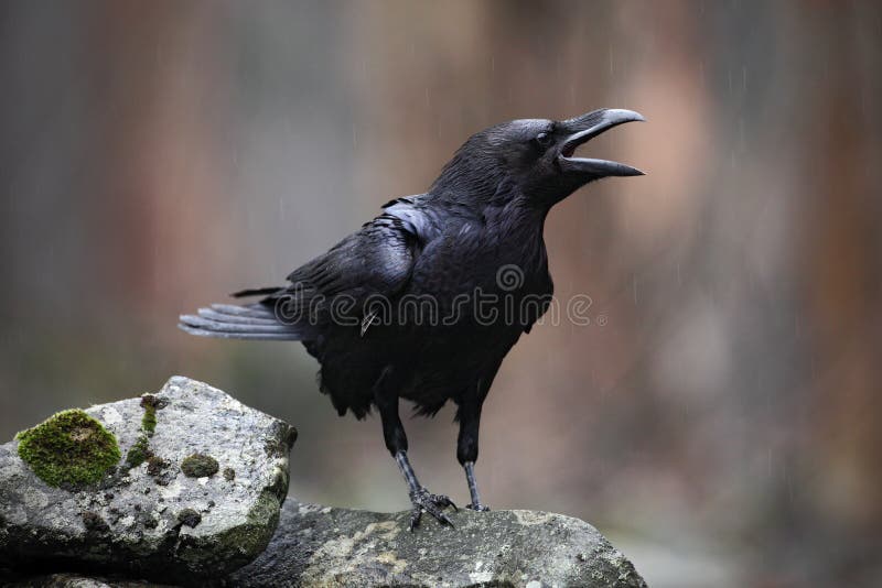 Zwarte vogelraaf met open bekzitting op de steen