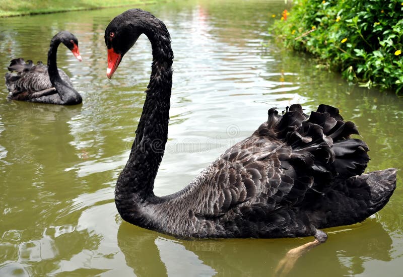 Black Swans are primarily black-feathered birds, with white flight feathers. Black Swans are primarily black-feathered birds, with white flight feathers.