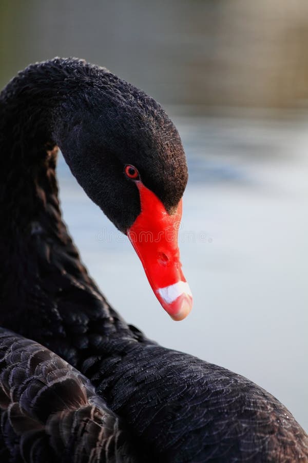 Black Swan's portrait - head/ neck/ feathers. Black Swan's portrait - head/ neck/ feathers