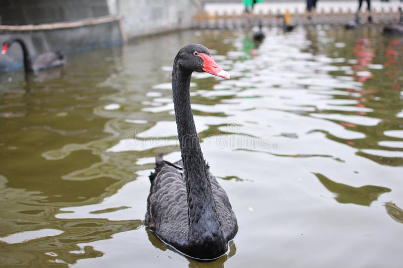 2015.2 on China,Captured in Chengdu, China Nanhu Park. 2015.2 on China,Captured in Chengdu, China Nanhu Park