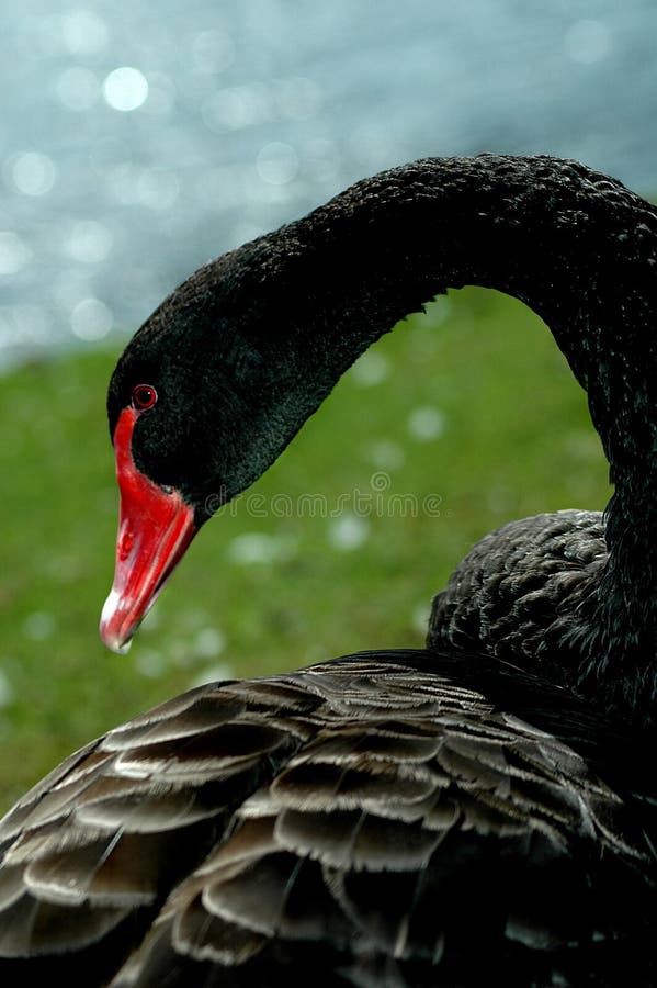 Black Swan's portrait - head/ neck/ feathers. Black Swan's portrait - head/ neck/ feathers