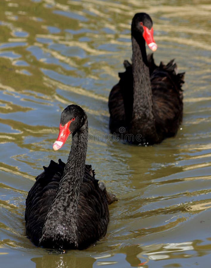 Close view of two black swans with red bills that are white at the tip, swimming in an outdoor waterway. Close view of two black swans with red bills that are white at the tip, swimming in an outdoor waterway.