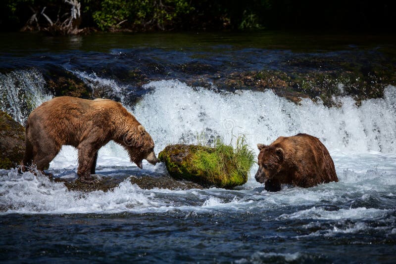 Zwei alaskische Braunbären an den Bach-Fällen, Nationalpark Katmai stockfotos Zwei alaskische Braunbären an den Bach-Fällen, Nationalpark Katmai stockfotos