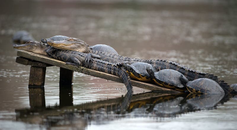 Zwei Alligatoren mit dem Schildkröten-Sonnen stockfoto Zwei Alligatoren mit dem Schildkröten-Sonnen stockfoto