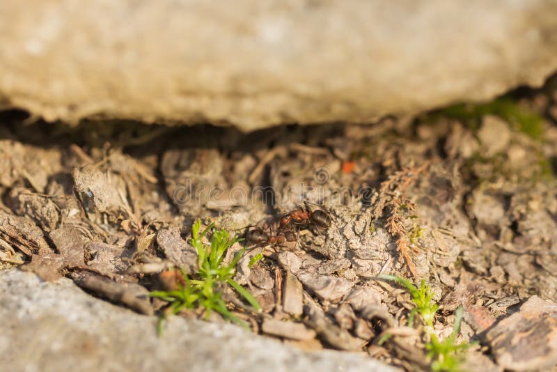 Zwei Ameisen im Garten stockbild Zwei Ameisen im Garten stockbild