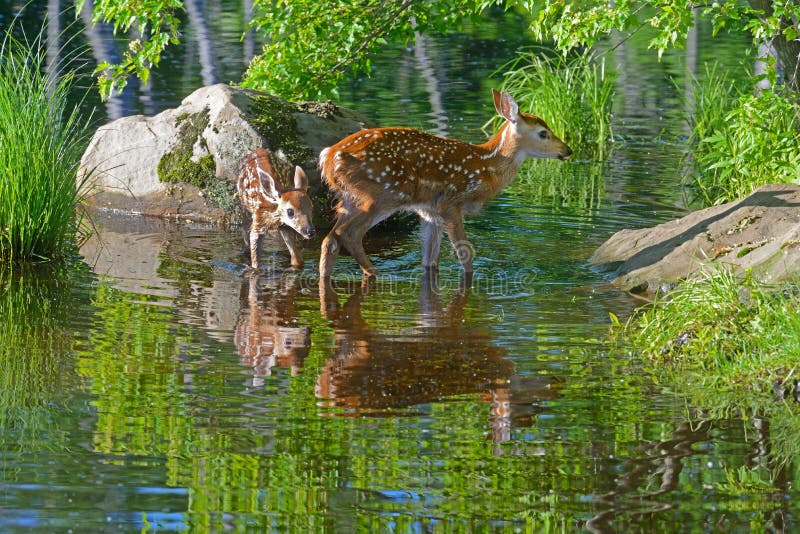 Zwei Baby Weiß-angebundene Rotwildwasserreflexionen lizenzfreies stockbild Zwei Baby Weiß-angebundene Rotwildwasserreflexionen lizenzfreies stockbild