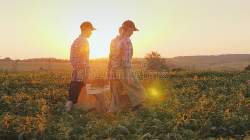 Zwei Bauern tragen eine Schachtel Gemüse, gehen bei Sonnenuntergang über das Feld Konzept des ökologischen Landbaus und der gesun