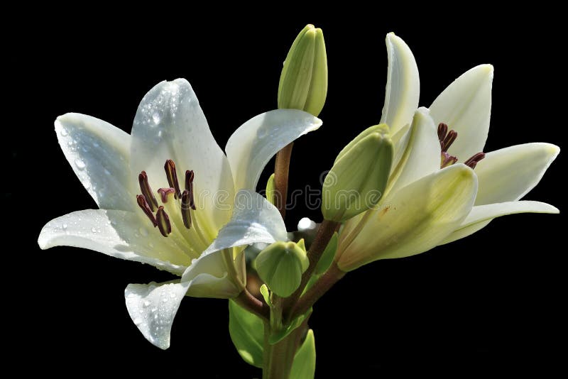 Zwei Blumen weiße Lilie mit Tröpfchen des Wassers im Sonnenschein stockfotografie Zwei Blumen weiße Lilie mit Tröpfchen des Wassers im Sonnenschein stockfotografie
