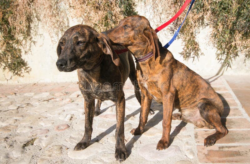 Segugio maremmano, Hund stockbild. Bild von schönheit 5389003