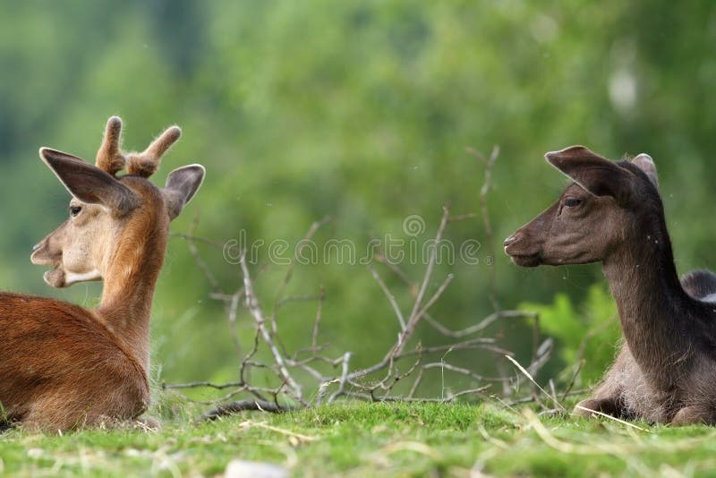 Zwei Bracherotwild auf Wiese lizenzfreie stockfotos Zwei Bracherotwild auf Wiese lizenzfreie stockfotos