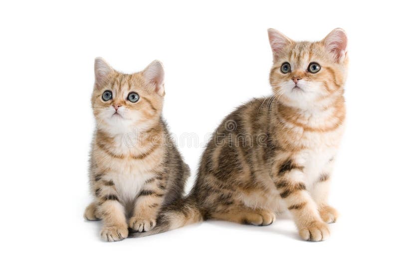 Two British breed kittens is isolated on white background. Two British breed kittens is isolated on white background.